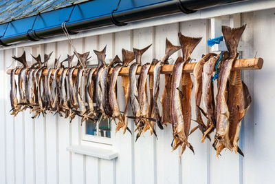 Stockfish drying on a wall