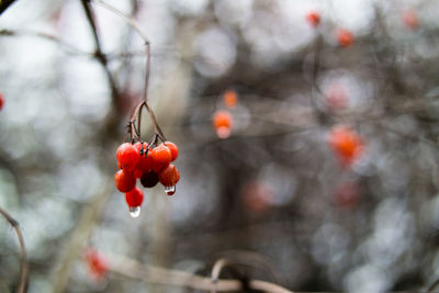 Close-up of red berries growing on tree