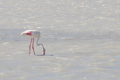 View of birds on beach