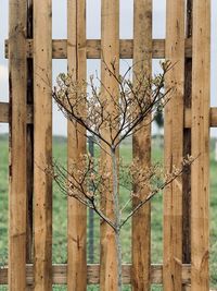 Fence by tree trunk