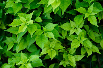 Detail shot of leaves