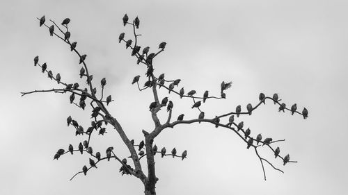 Low angle view of birds on tree against sky