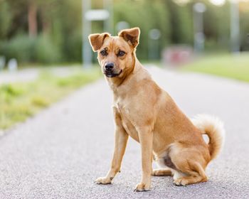 Portrait of dog on road