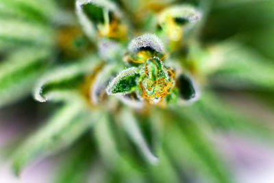 Close-up of flower growing outdoors
