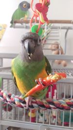 Close-up of parrot perching on flower