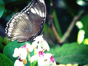 Close-up of butterfly pollinating on flower