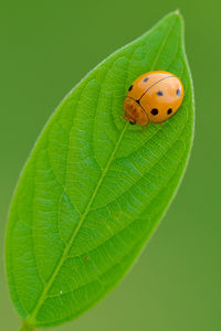 Close-up of ladybug on leaf