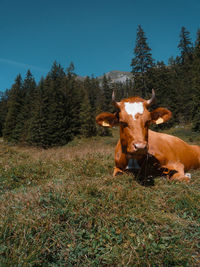 Portrait of cow on field