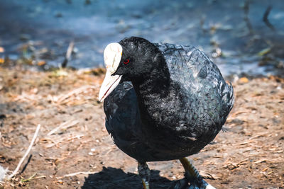 Close-up of a bird on field