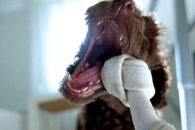 Close-up of dog playing at home