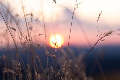 View of stalks in field at sunset