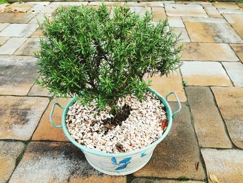 High angle view of potted plant