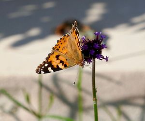 Close-up of butterfly pollinating on flower