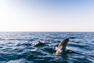 Scenic view of dolphins in sea against clear sky
