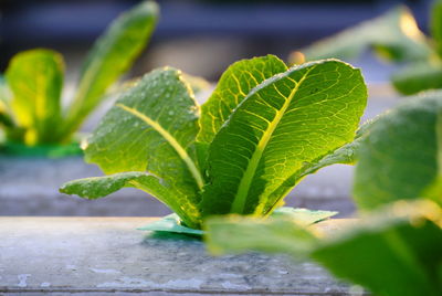 Close-up of green leaves on plant