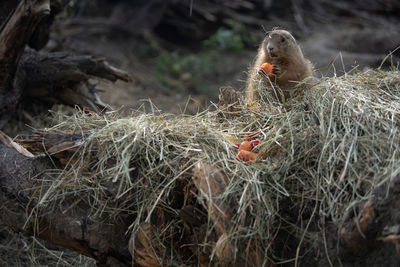 High angle view of birds in nest on field