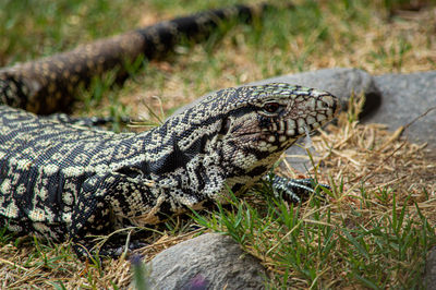 Close-up of lizard on field