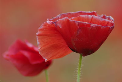 Close-up of flower against blurred background