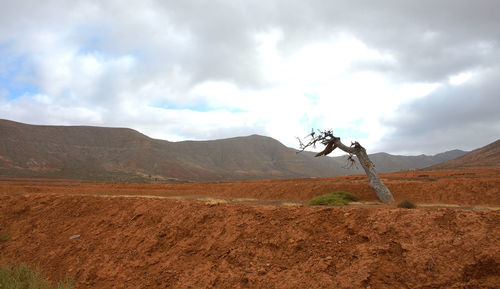 Scenic view of dead tree on arid ground
