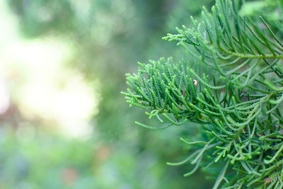 Close-up of pine tree leaves