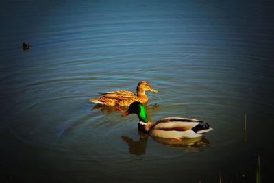 Ducks swimming in a lake