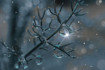 branch