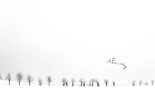 Birds flying over snow covered trees against clear sky