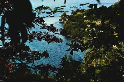 Silhouette trees by sea against sky