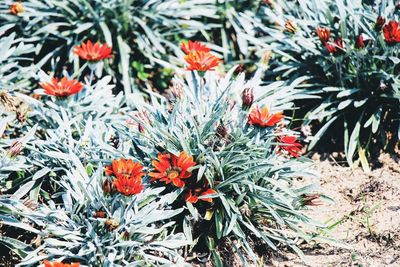 Close-up of butterfly on red flowering plant