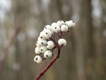 macro photography