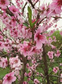 Pink flowers blooming on tree