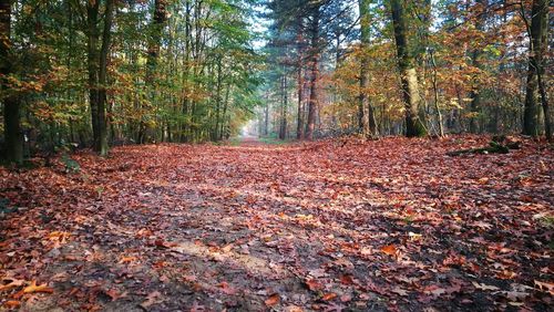 Dirt road amidst trees during autumn