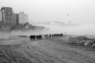 Cattle on dirt road in foggy weather