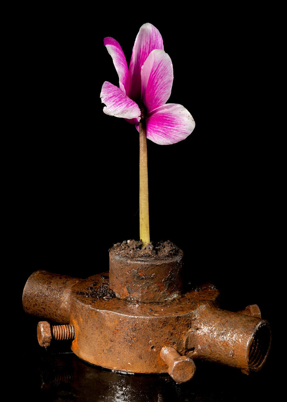 flower, flowering plant, plant, black background, studio shot, freshness, beauty in nature, nature, fragility, pink, no people, flower head, close-up, inflorescence, indoors, petal, cut out, still life photography, orchid, macro photography, water, lighting