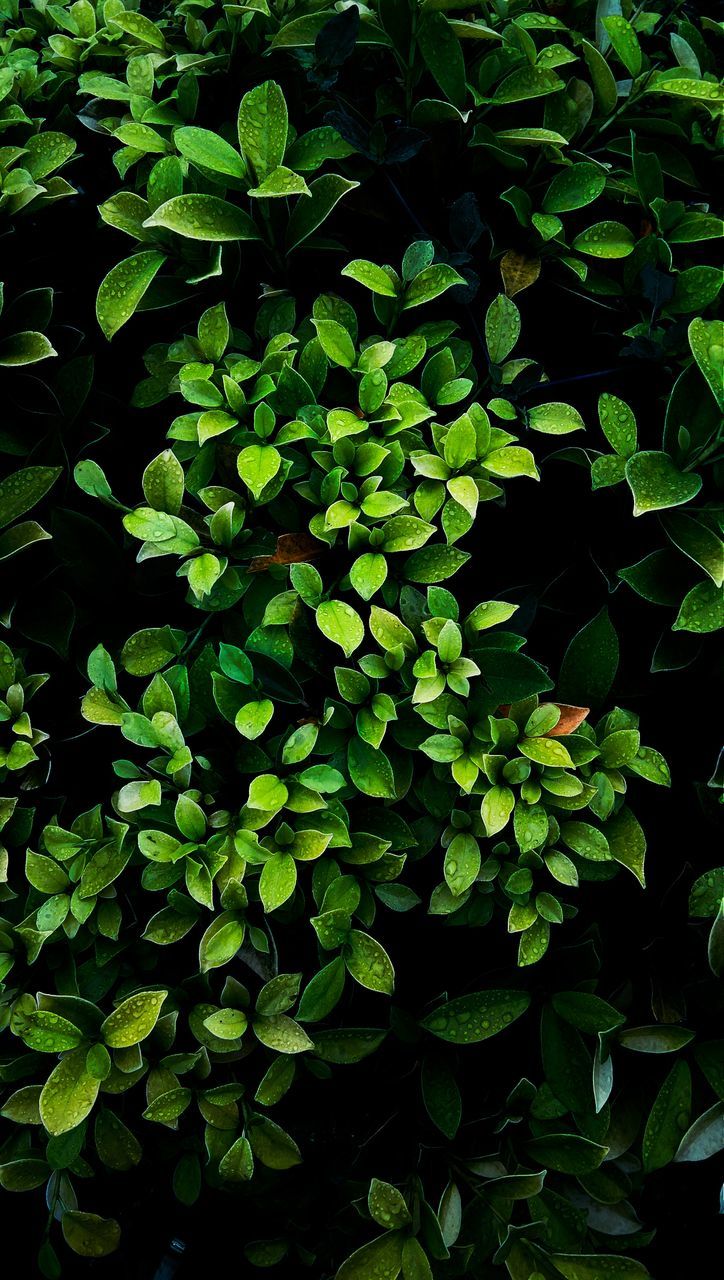 HIGH ANGLE VIEW OF RAINDROPS ON PLANTS