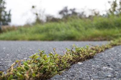 Close-up of plants growing on road