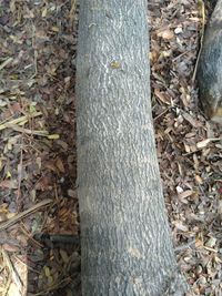 Close-up of tree trunk on field