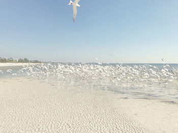 Seagulls flying over beach against sky