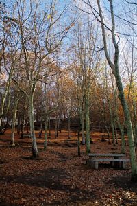 Trees on landscape during autumn