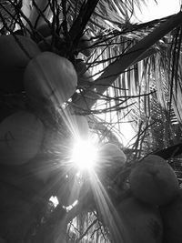 Low angle view of a tree