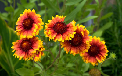 Close-up of flowering plants