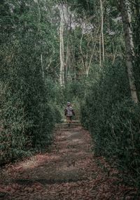 Rear view of person walking on footpath in forest