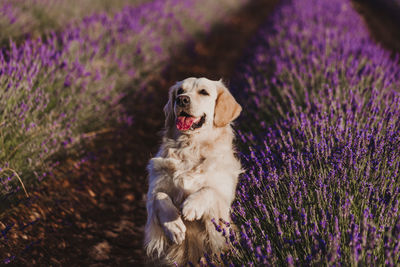 Dog standing amidst lavender flowers on field