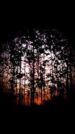 Low angle view of silhouette trees against sky at night