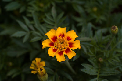 Close-up of yellow flower