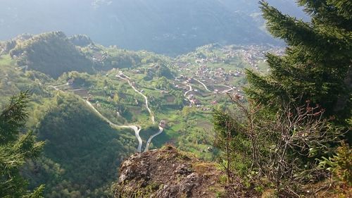 High angle view of plants on land