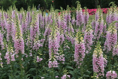 Purple flowering plants in garden