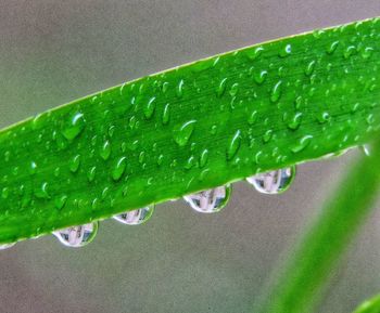 Close-up of raindrops on leaf