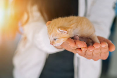 Midsection of person holding cat