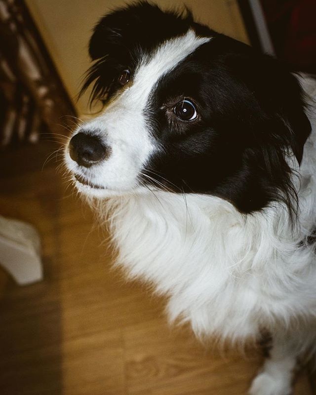 pets, domestic animals, one animal, animal themes, dog, mammal, indoors, looking at camera, portrait, animal head, close-up, focus on foreground, home interior, no people, animal hair, selective focus, alertness, sitting, flooring